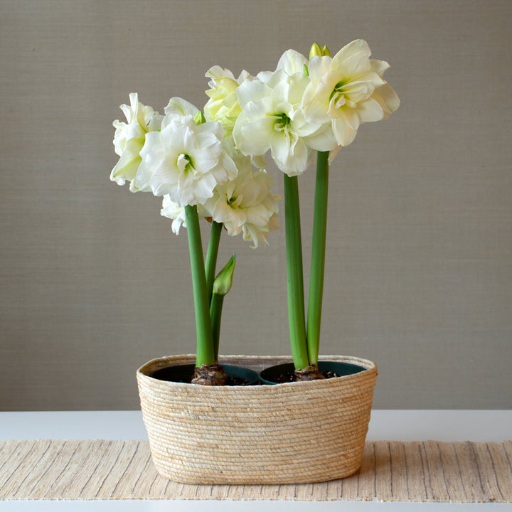 Amaryllis 'Alfresco,' two nursery pots in natural jute basket