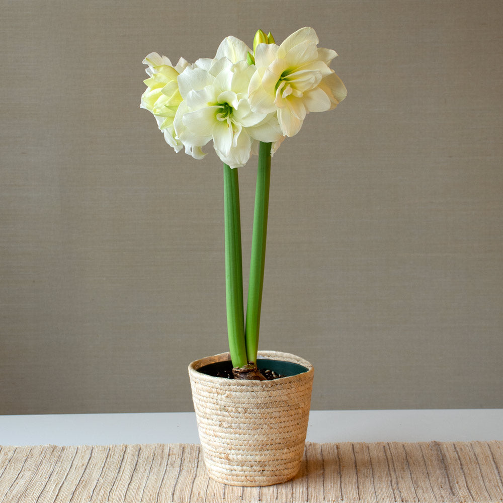 Amaryllis 'Alfresco,' one bulb in natural jute basket