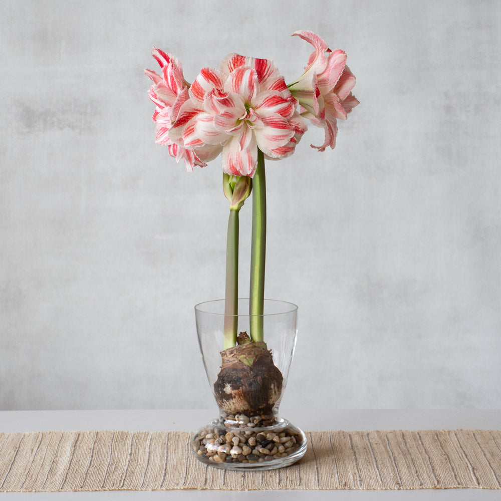 Amaryllis 'Amazing Belle,' one bulb with Dutch hurricane vase kit