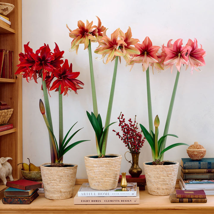 Amaryllis Amazone Trio, 3 bulbs in natural jute baskets