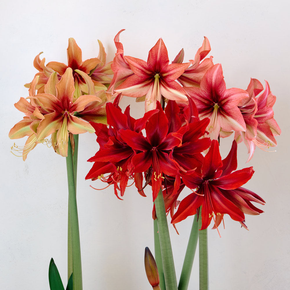 Amaryllis Amazone Trio, 3 bulbs in natural jute baskets
