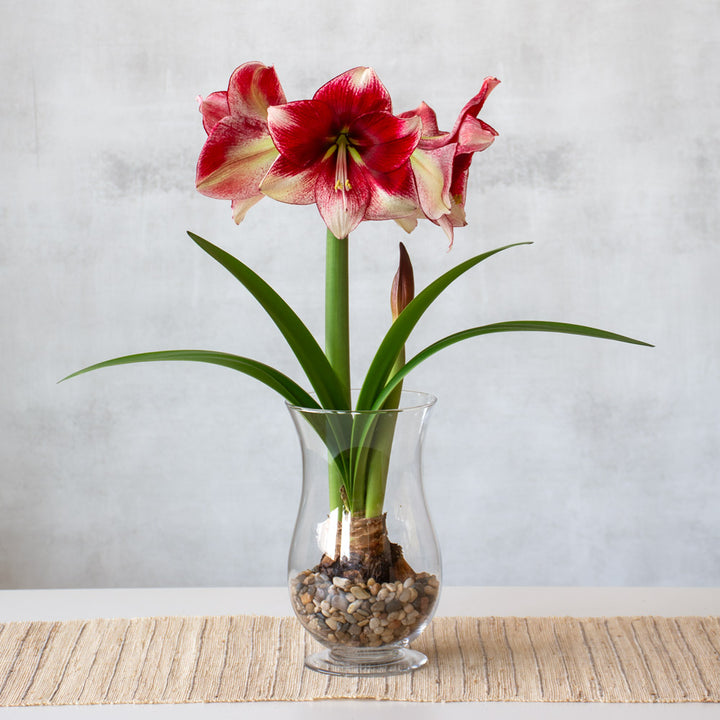 Amaryllis 'American Dream,' one bulb with Dutch hurricane vase kit