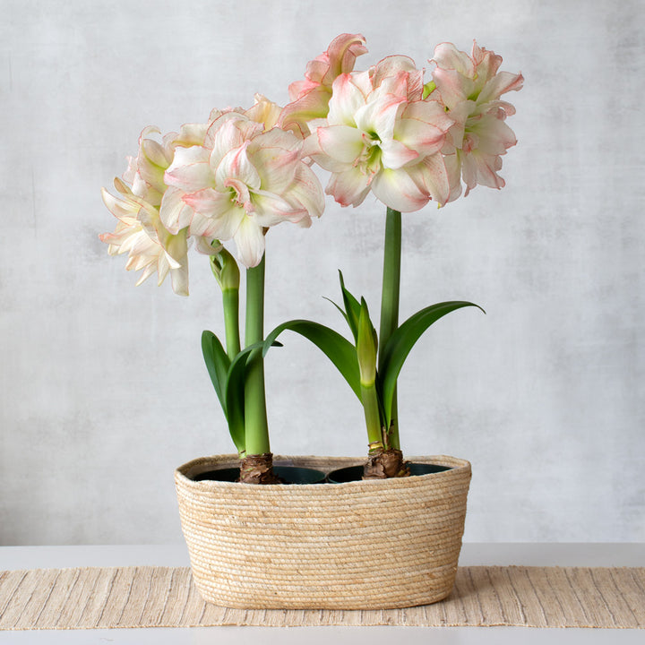 Amaryllis 'Aphrodite,' two nursery pots in natural jute basket