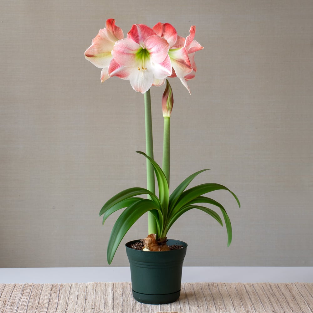Amaryllis 'Apple Blossom,' one bulb in nursery pot