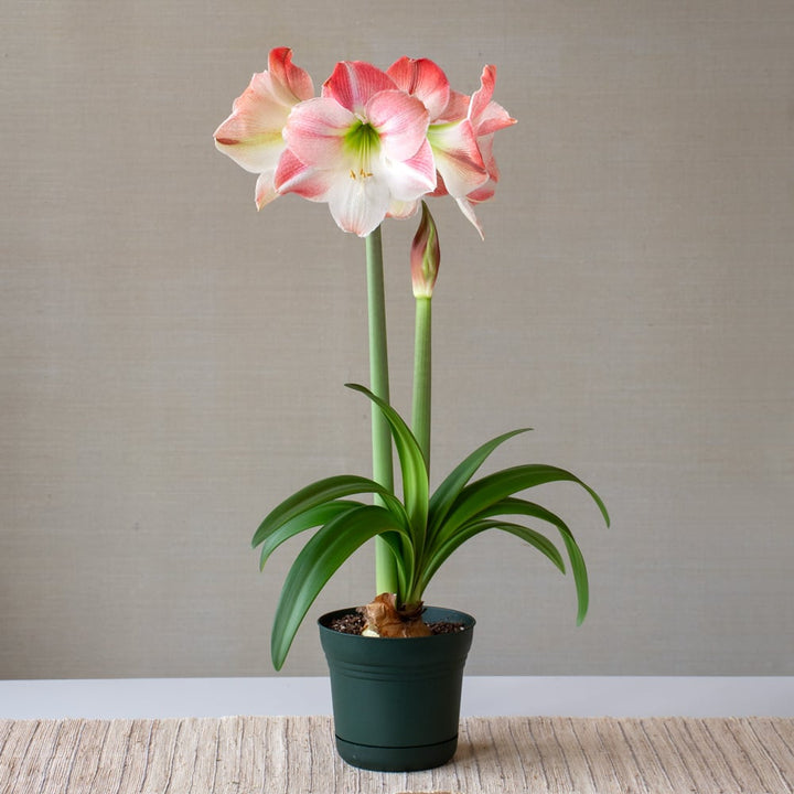 Amaryllis 'Apple Blossom,' one bulb in nursery pot
