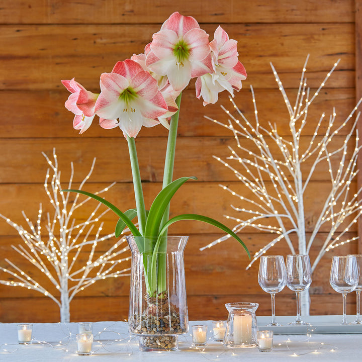 Amaryllis 'Apple Blossom,' one bulb with tapered hurricane vase kit