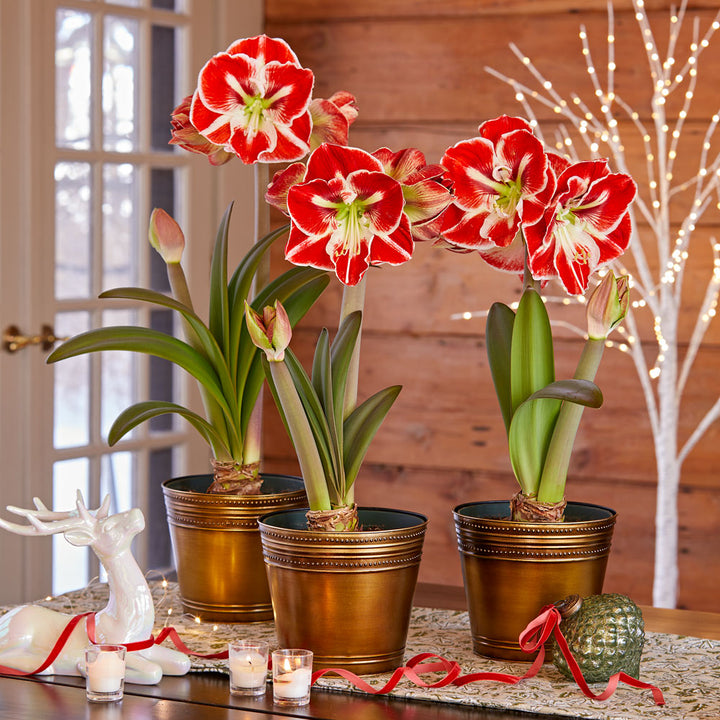 Bicolor Amaryllis in Bronzed Metal Cachepots to 3 Different Addresses - Standard Shipping Included