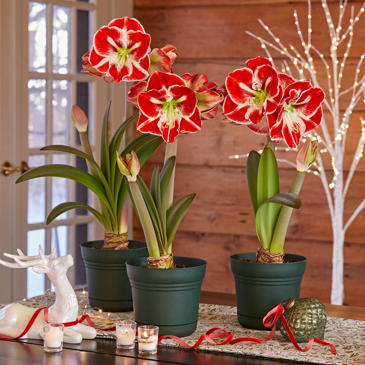 Bicolor Amaryllis in Nursery Pots to 3 Different Addresses - Standard Shipping Included