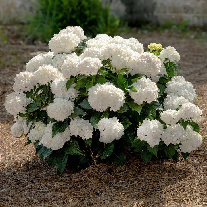 Hydrangea macrophylla Endless Summer® DreamCloud® - 1 gallon pot