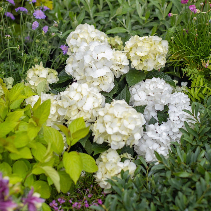 Hydrangea macrophylla Endless Summer® DreamCloud® - 1 gallon pot
