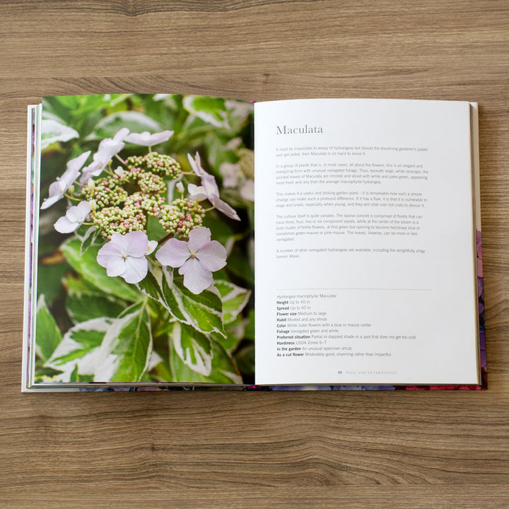 Hydrangeas: Beautiful Varieties for Home and Garden