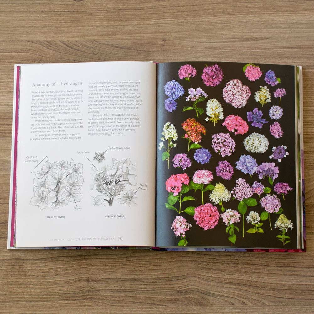 Hydrangeas: Beautiful Varieties for Home and Garden