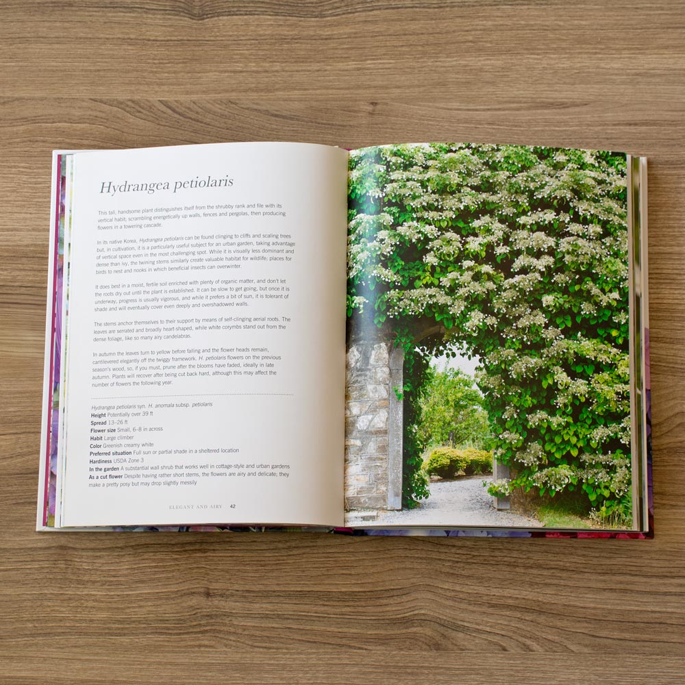 Hydrangeas: Beautiful Varieties for Home and Garden