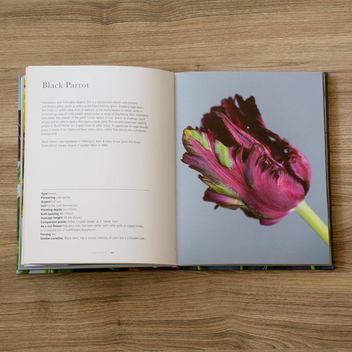 Tulips: Beautiful Varieties for Home and Garden