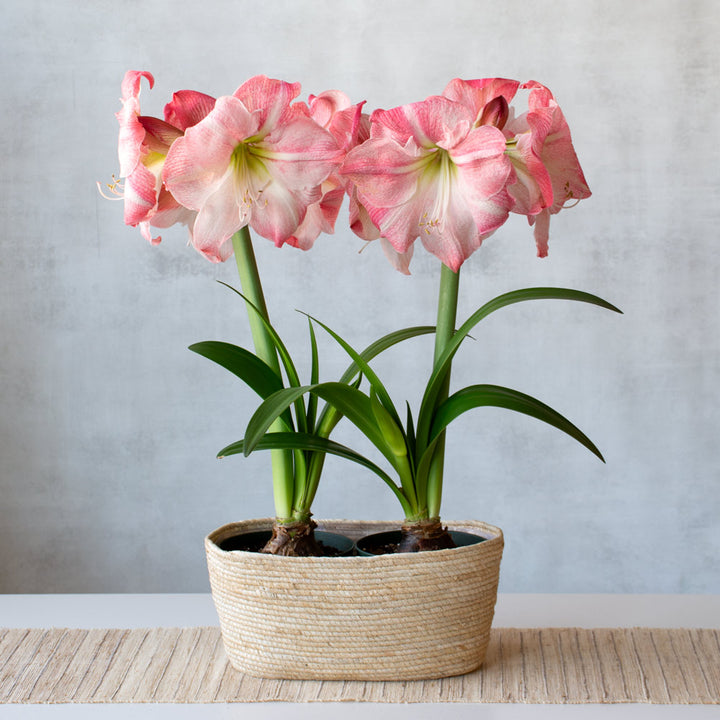 Amaryllis 'Blossom Grandise,' two nursery pots in natural jute basket