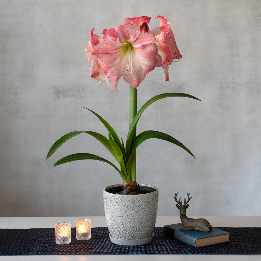 Amaryllis 'Blossom Grandise,' one bulb in gray ceramic cachepot