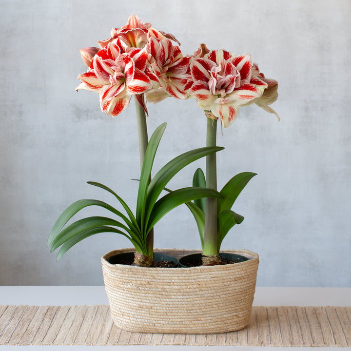 Amaryllis 'Bright Nymph,' two nursery pots in natural jute basket