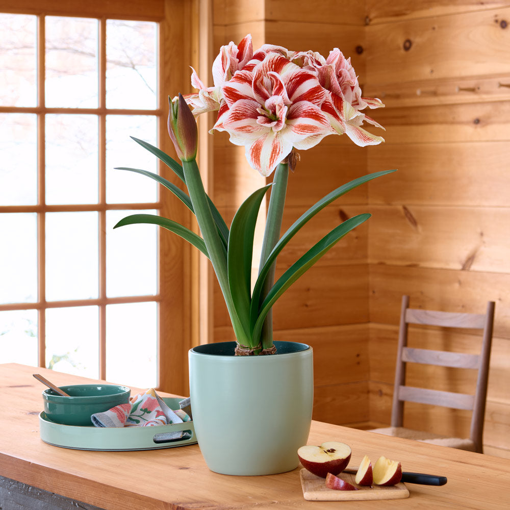 Amaryllis 'Bright Nymph,' one bulb in light green ceramic cachepot