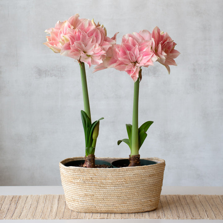 Amaryllis 'Candy Belle,' two nursery pots in natural jute basket