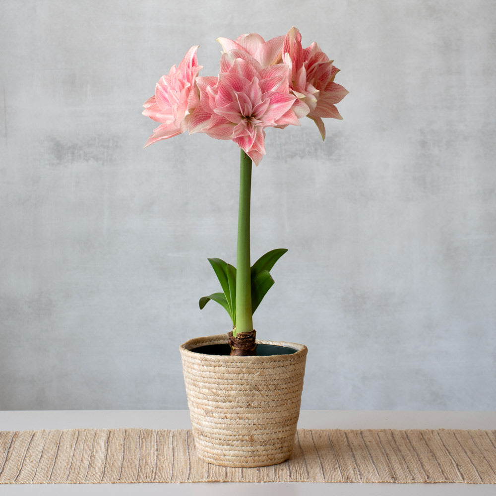 Amaryllis 'Candy Belle,' one bulb in natural jute basket