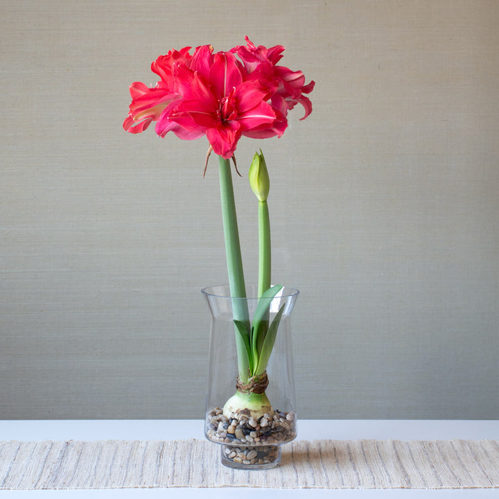 Amaryllis 'Candy Nymph,' one bulb with hurricane vase kit