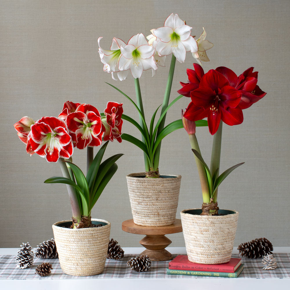 Classic Trio of Amaryllis, 3 bulbs in natural jute baskets