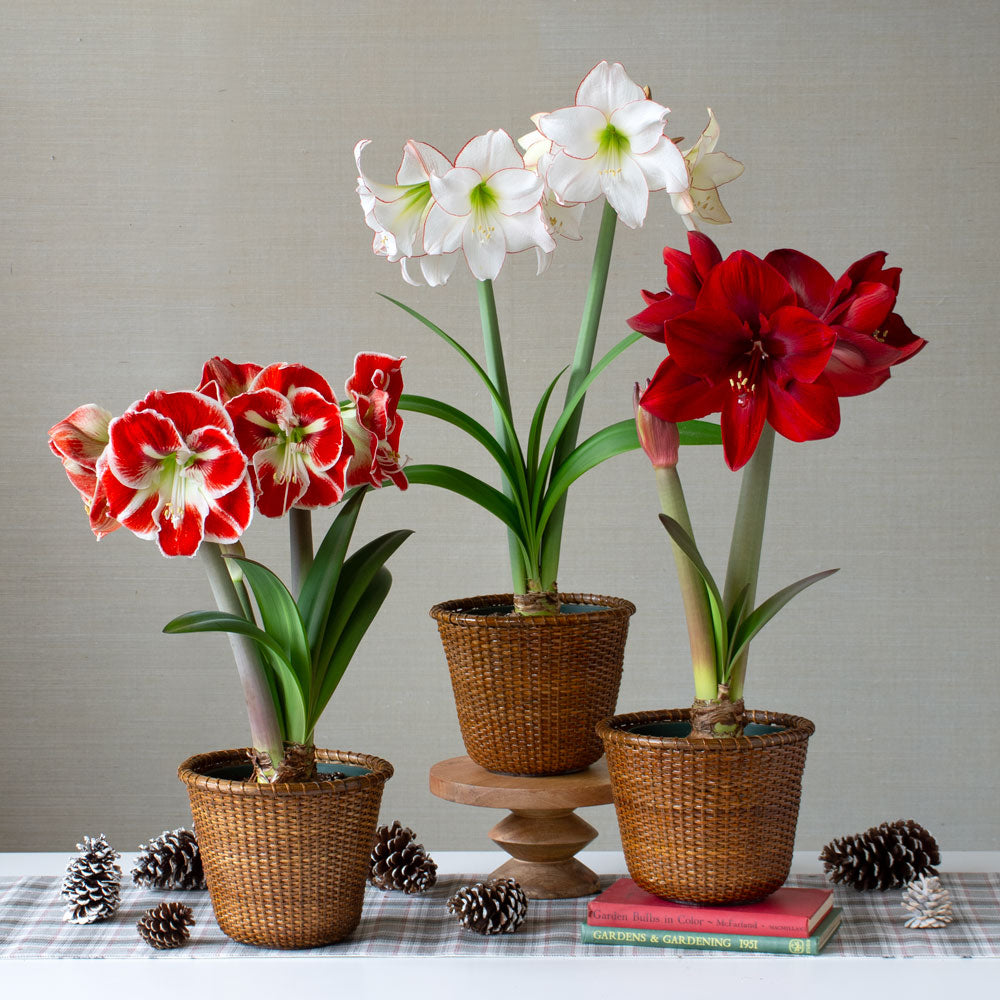 Classic Trio of Amaryllis, 3 bulbs in Nantucket baskets
