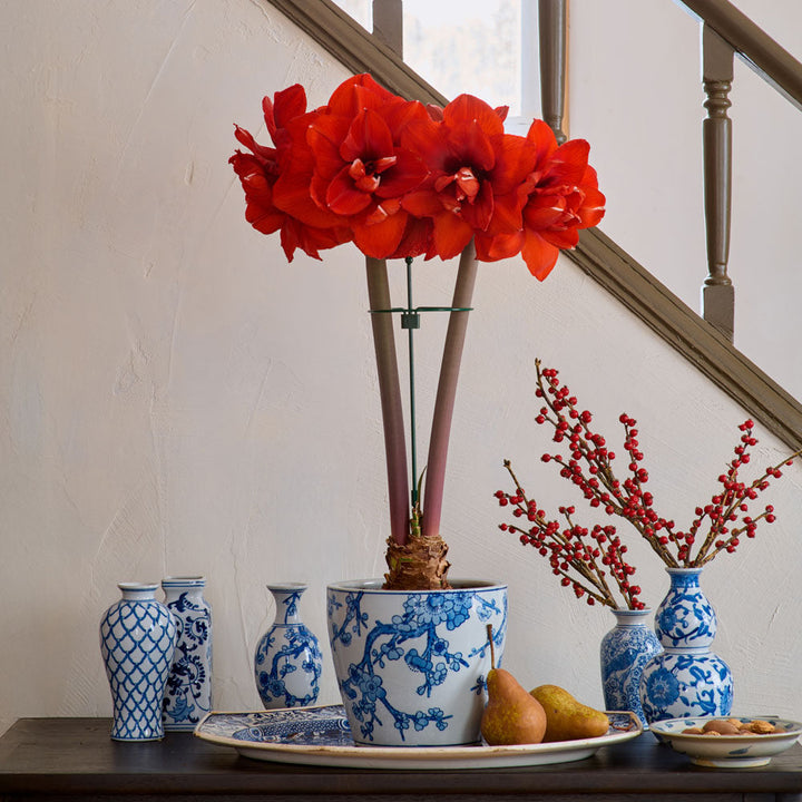 Amaryllis 'Double King'
