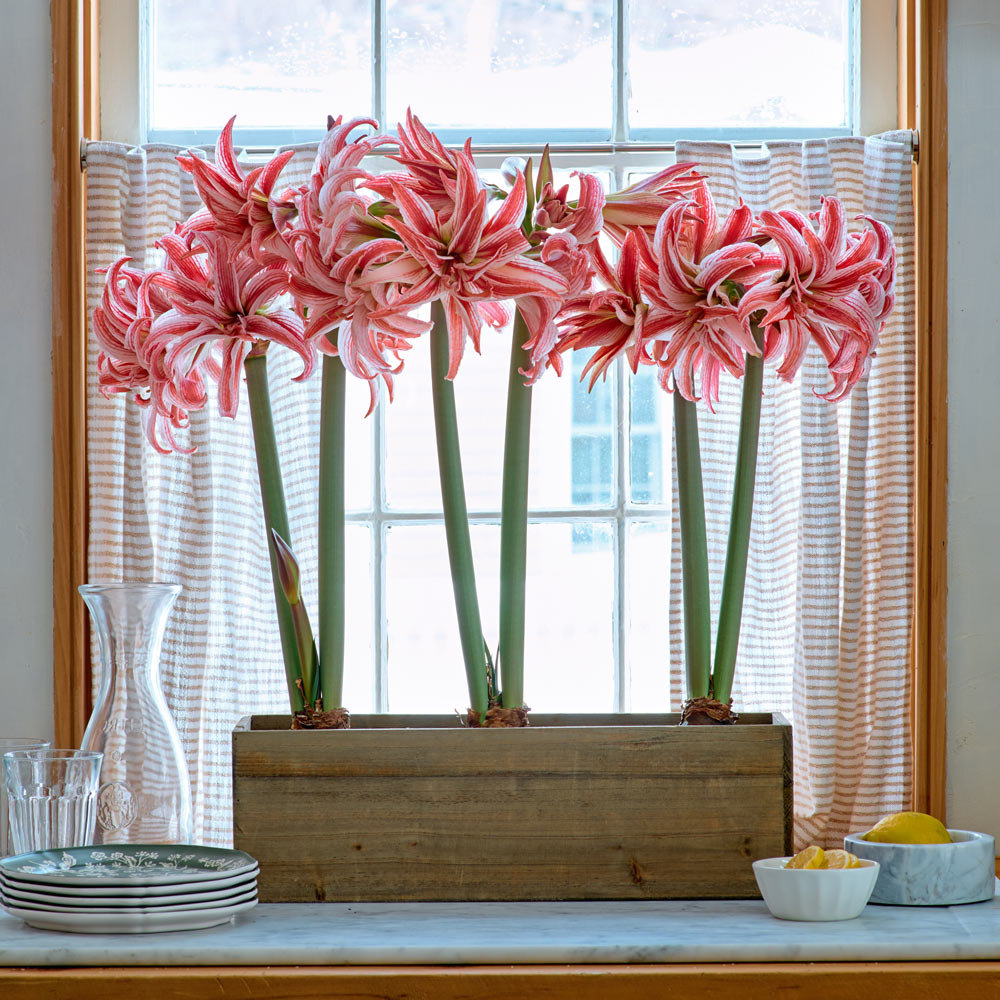 Amaryllis 'Doublet'