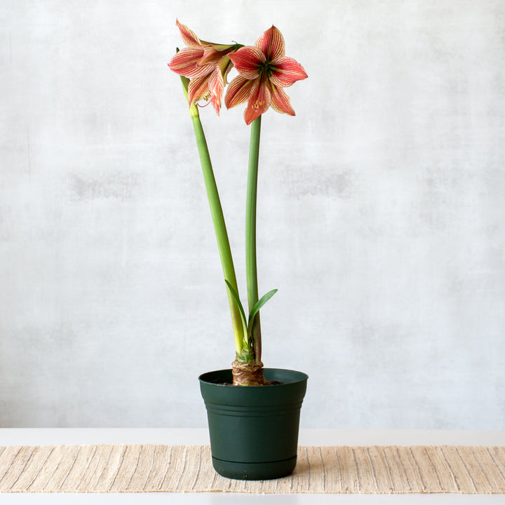 Amaryllis 'Exotic Star,' one bulb in nursery pot