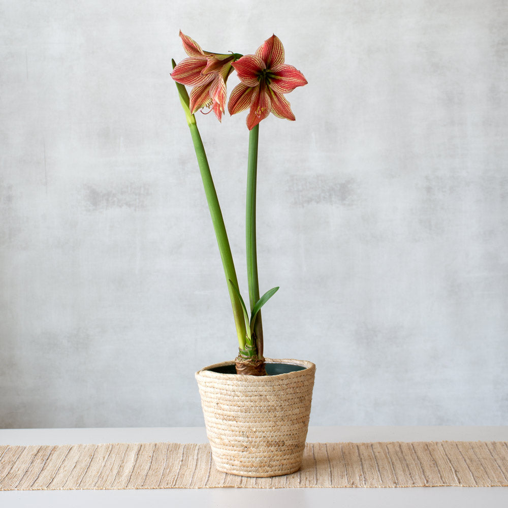 Amaryllis 'Exotic Star'