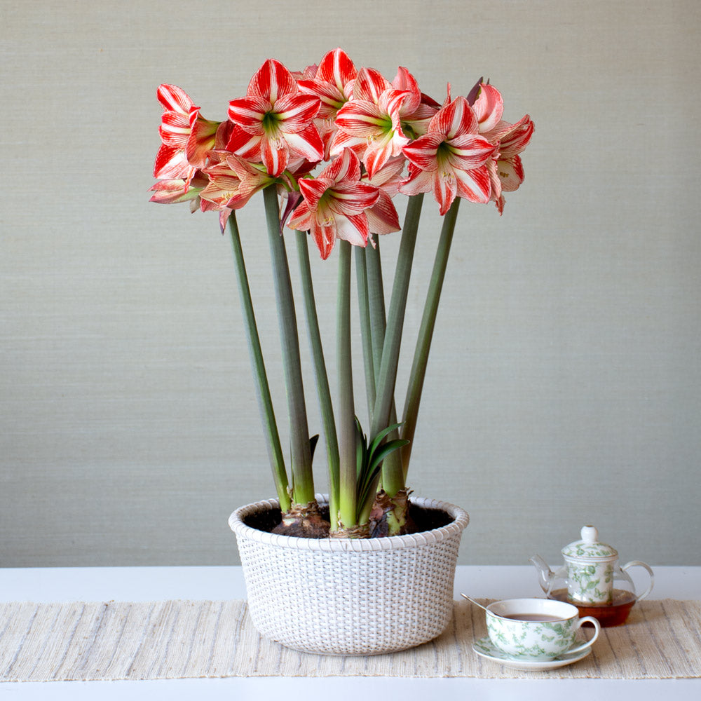 Amaryllis 'Fairytale'