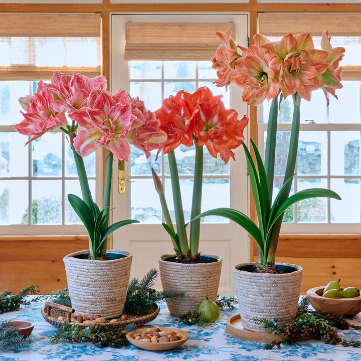 Fancy Nymph Amaryllis Trio, 3 bulbs in natural jute baskets