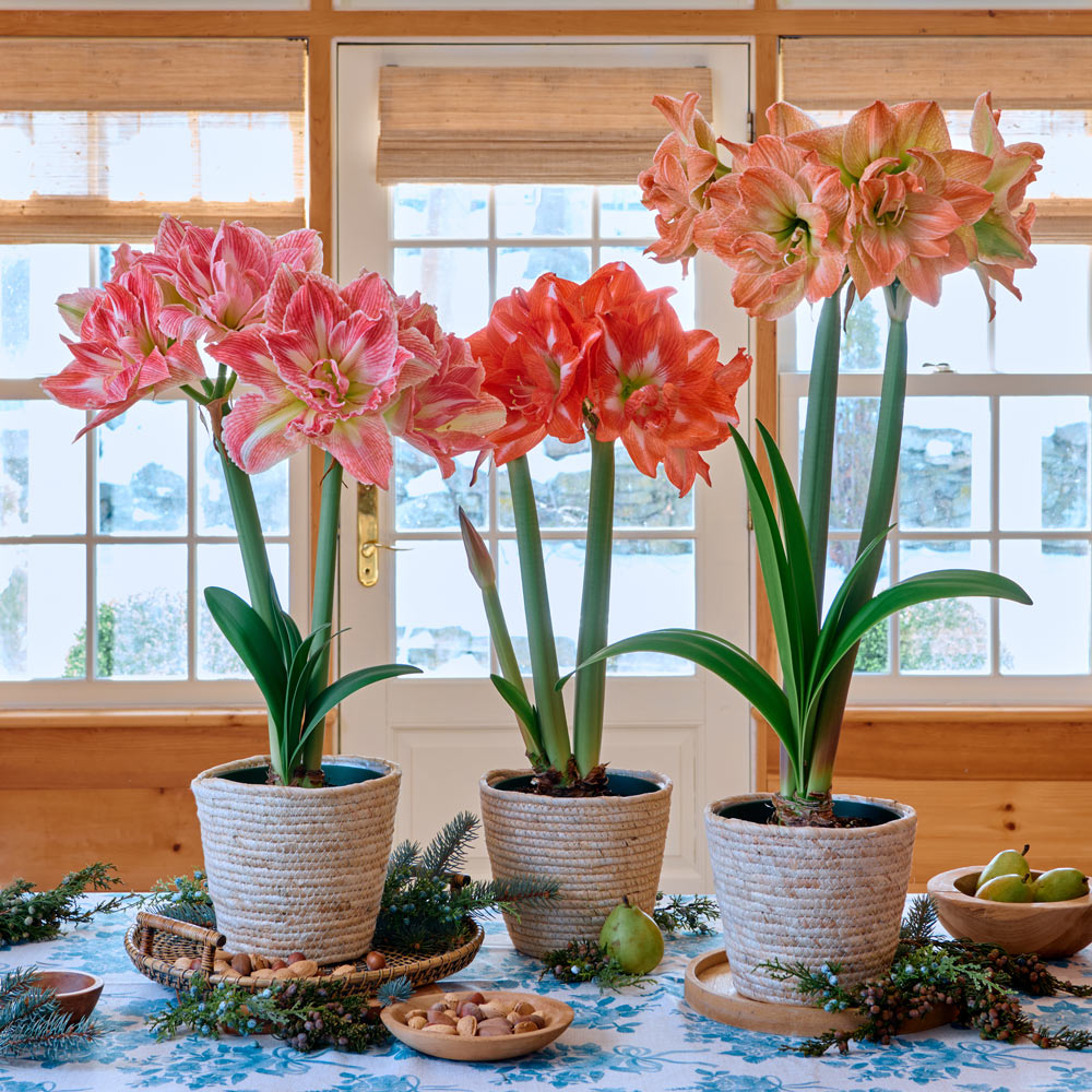 Fancy Nymph Amaryllis Trio