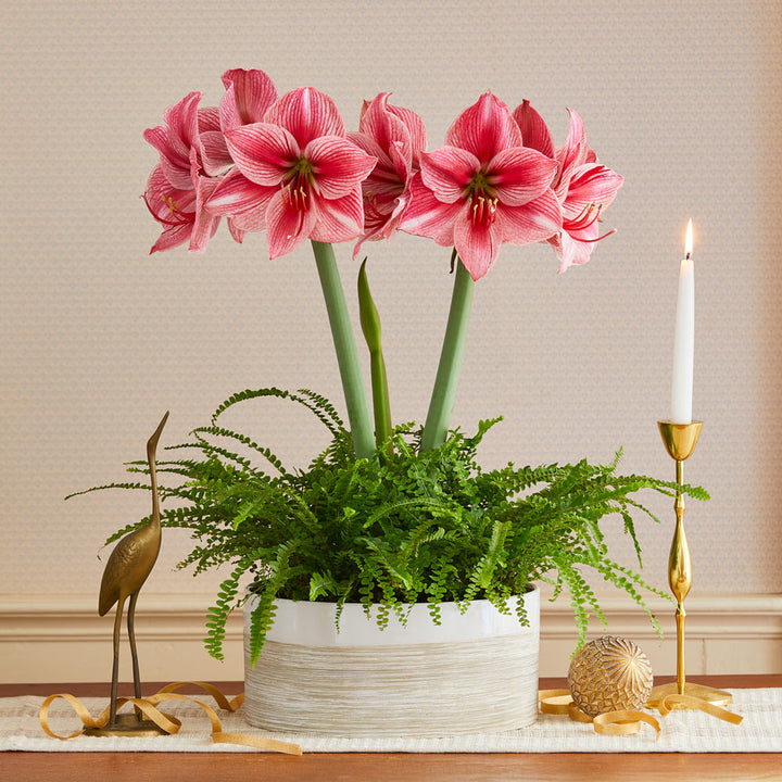 Amaryllis 'Fantasy' & Lemon Button Fern Dish Garden Kit
