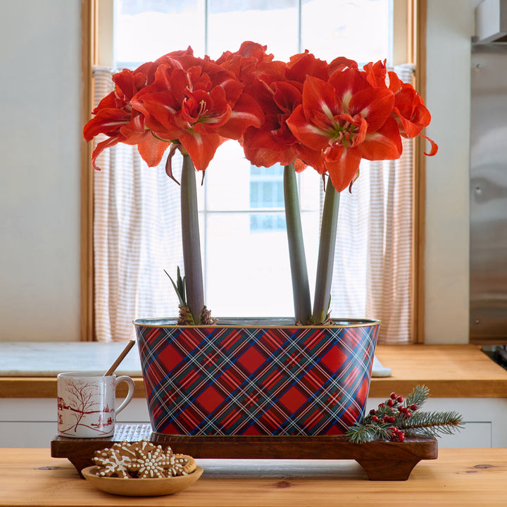 Amaryllis 'Happy Nymph,' two nursery pots in plaid tin