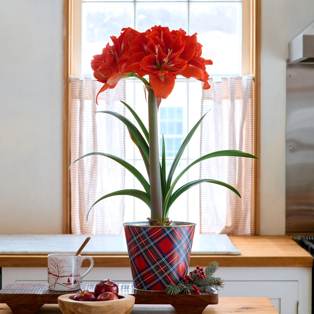 Amaryllis 'Happy Nymph,' one bulb in plaid tin