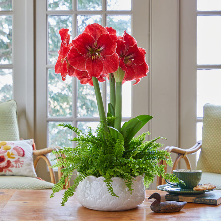Amaryllis 'Magical Touch' & Boston Fern Dish Garden Kit