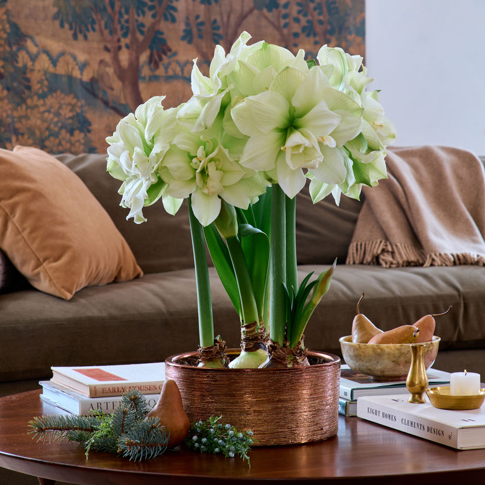 Amaryllis 'Marilyn,' 3 bulbs in coppery ceramic bowl kit