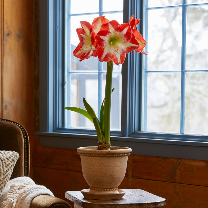 Amaryllis 'Mascotte,' one bulb and corbridge urn kit