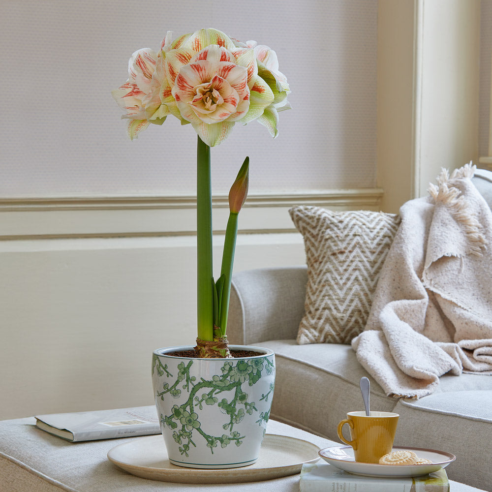 Amaryllis 'Nymph'