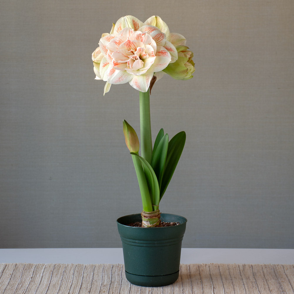 Amaryllis 'Nymph,' one bulb in nursery pot