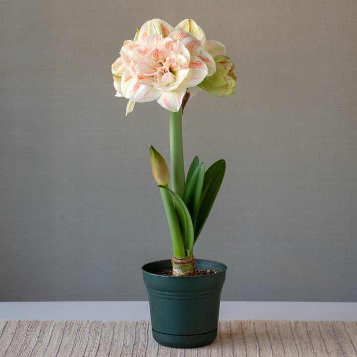 Amaryllis 'Nymph,' one bulb in nursery pot