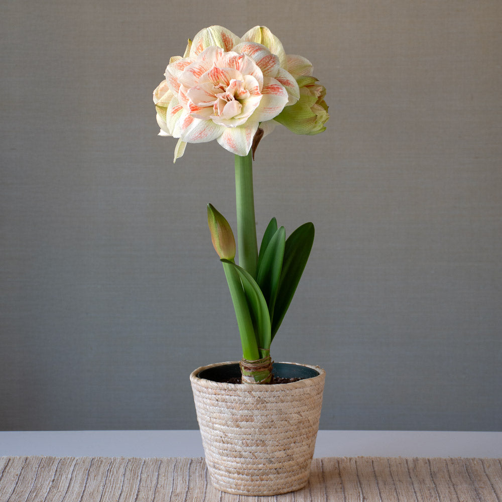 Amaryllis 'Nymph,' one bulb in natural jute basket