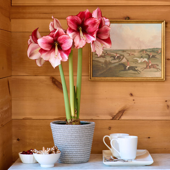 Amaryllis 'Passie Dream,' one bulb in gray rope basket