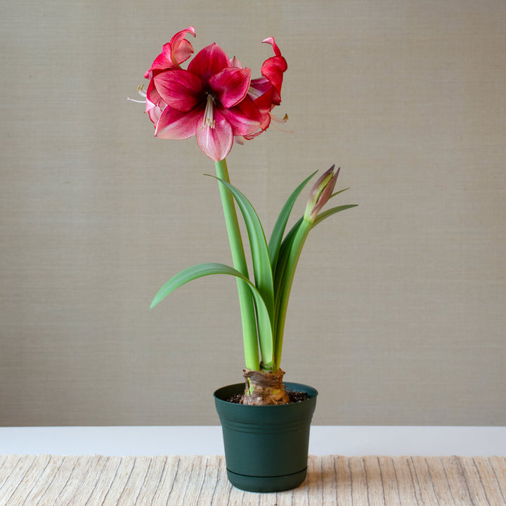 Amaryllis 'Passie Dream,' one bulb in nursery pot