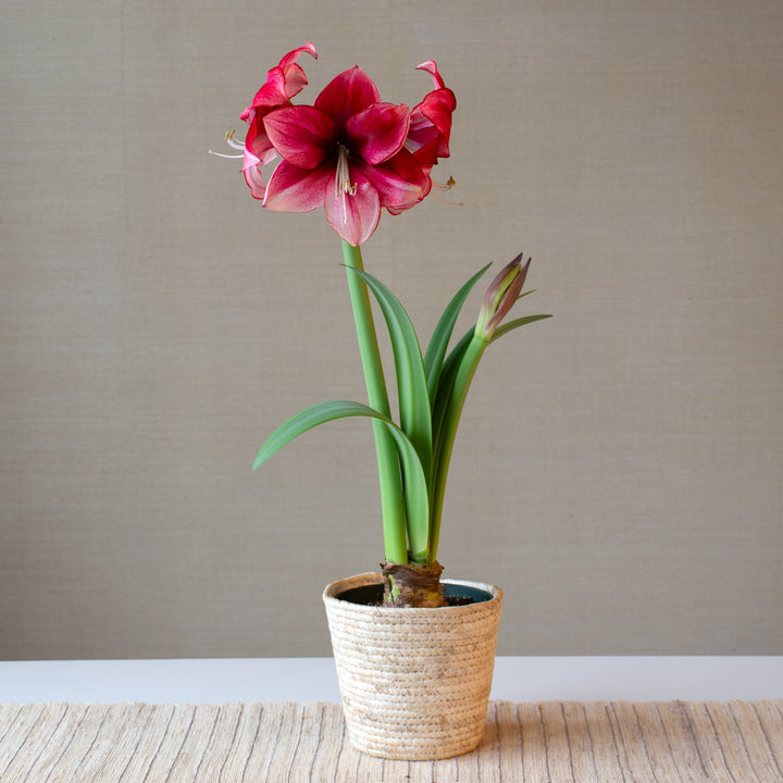 Amaryllis 'Passie Dream,' one bulb in natural jute basket