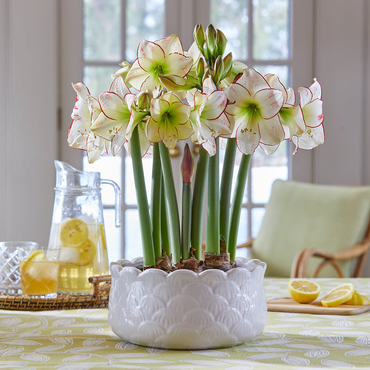 Amaryllis 'Picasso,' 3 bulbs and white scalloped bowl kit