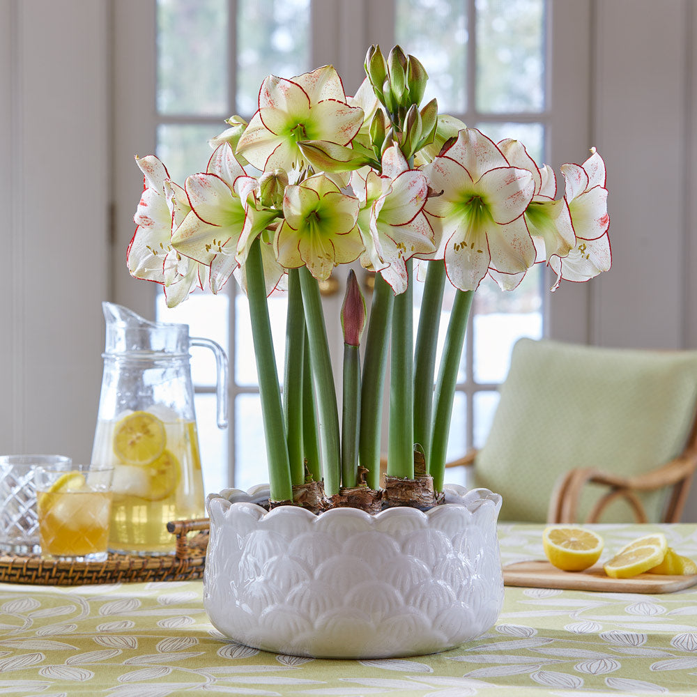 Amaryllis 'Picasso'