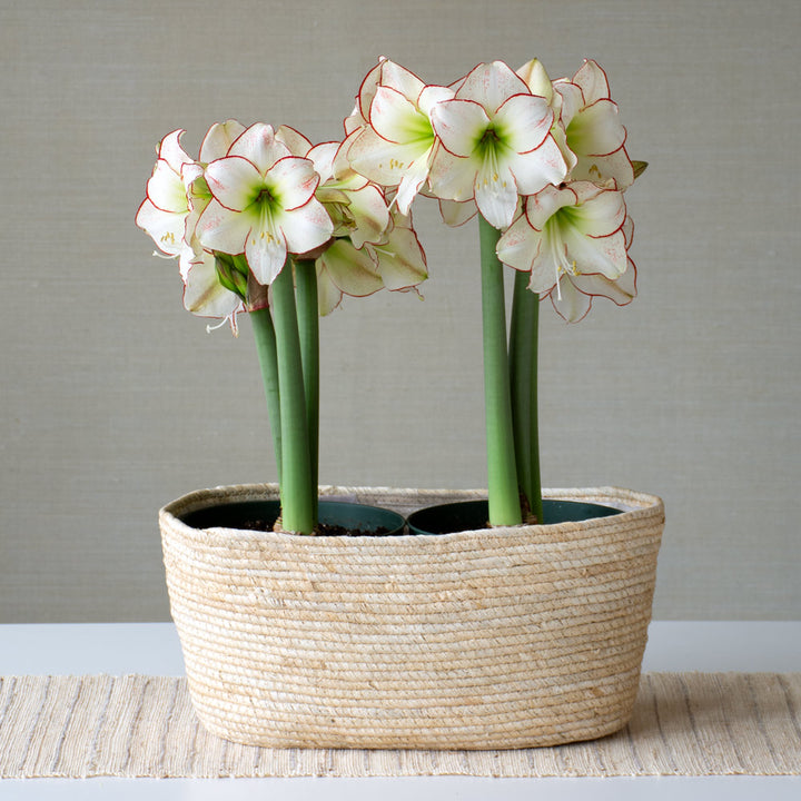 Amaryllis 'Picasso,' two nursery pots in natural jute basket